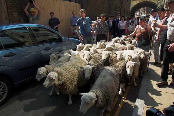 LAB Sheep Drive, © 2006, Peter Marshall