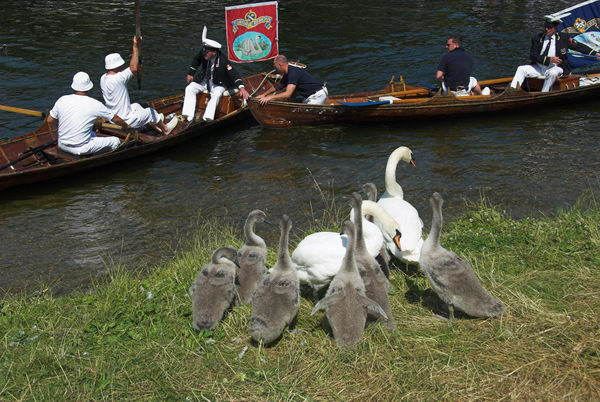 Swan Upping © 2006, Peter Marshall