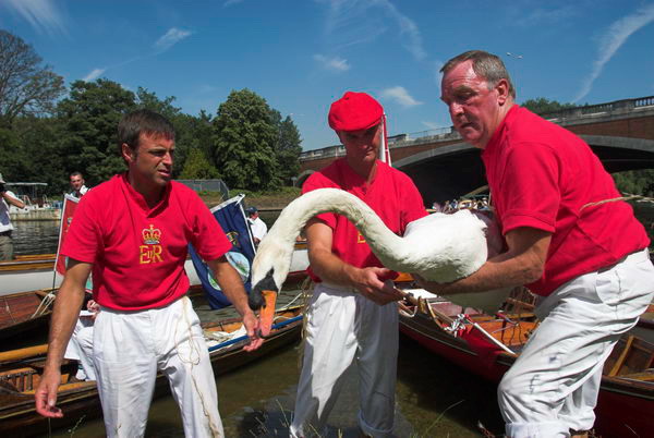 Swan Upping © 2006, Peter Marshall