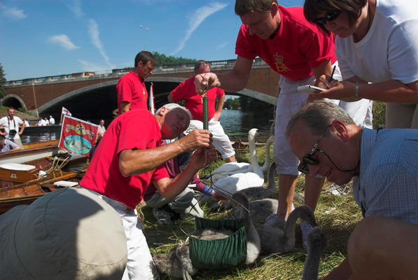 Swan Upping © 2006, Peter Marshall