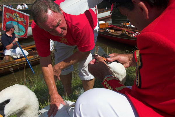 Swan Upping © 2006, Peter Marshall