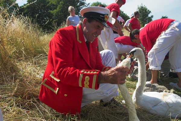 Swan Upping © 2006, Peter Marshall