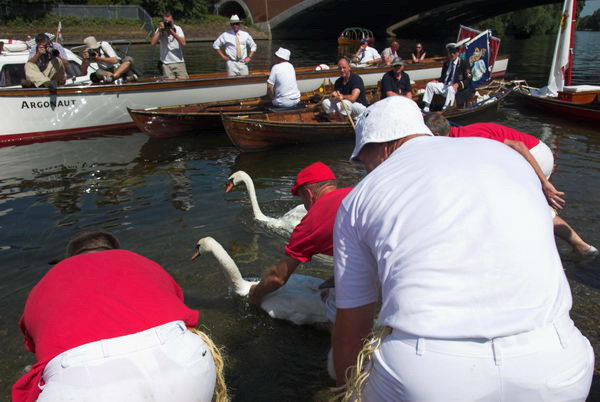Swan Upping © 2006, Peter Marshall