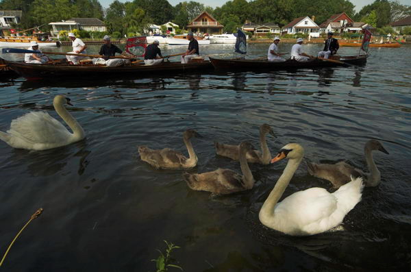 Swan Upping © 2006, Peter Marshall