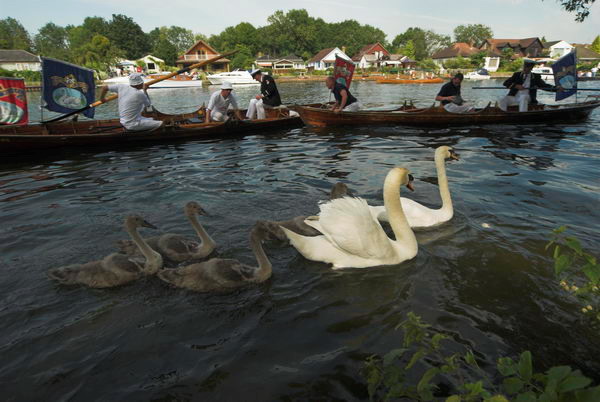 Swan Upping © 2006, Peter Marshall