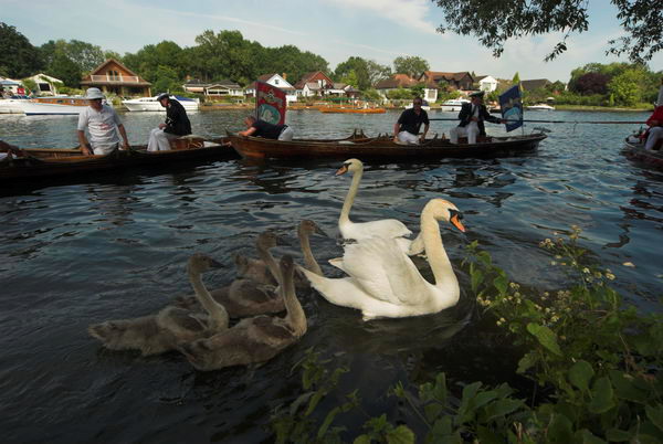 Swan Upping © 2006, Peter Marshall