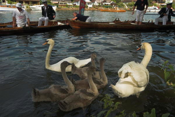 Swan Upping © 2006, Peter Marshall