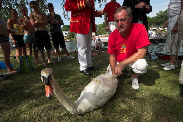 Swan Upping © 2006, Peter Marshall