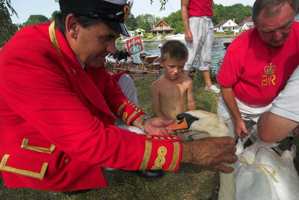 Swan Upping © 2006, Peter Marshall