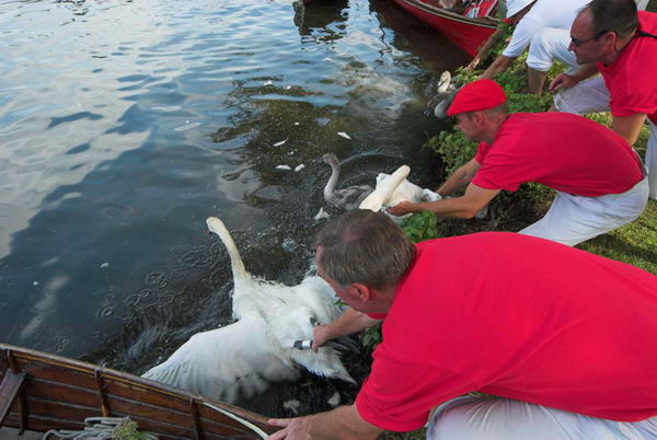 Swan Upping © 2006, Peter Marshall